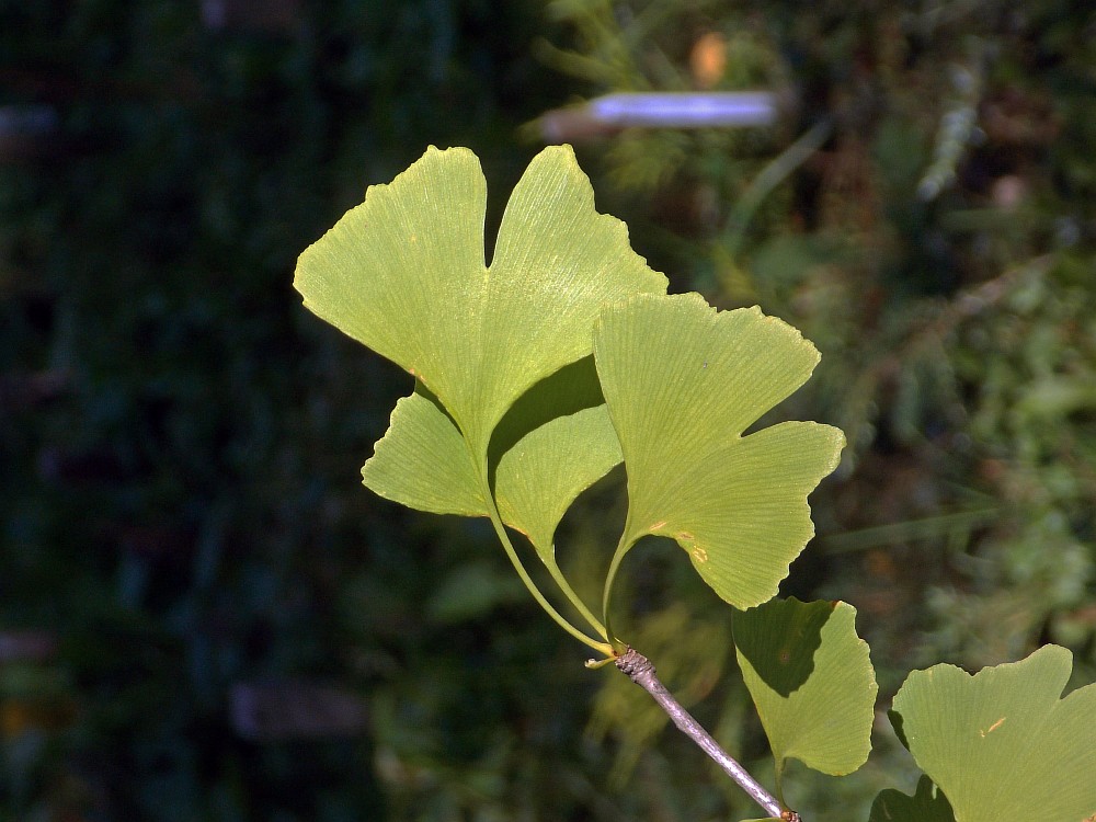 Image of Ginkgo biloba specimen.