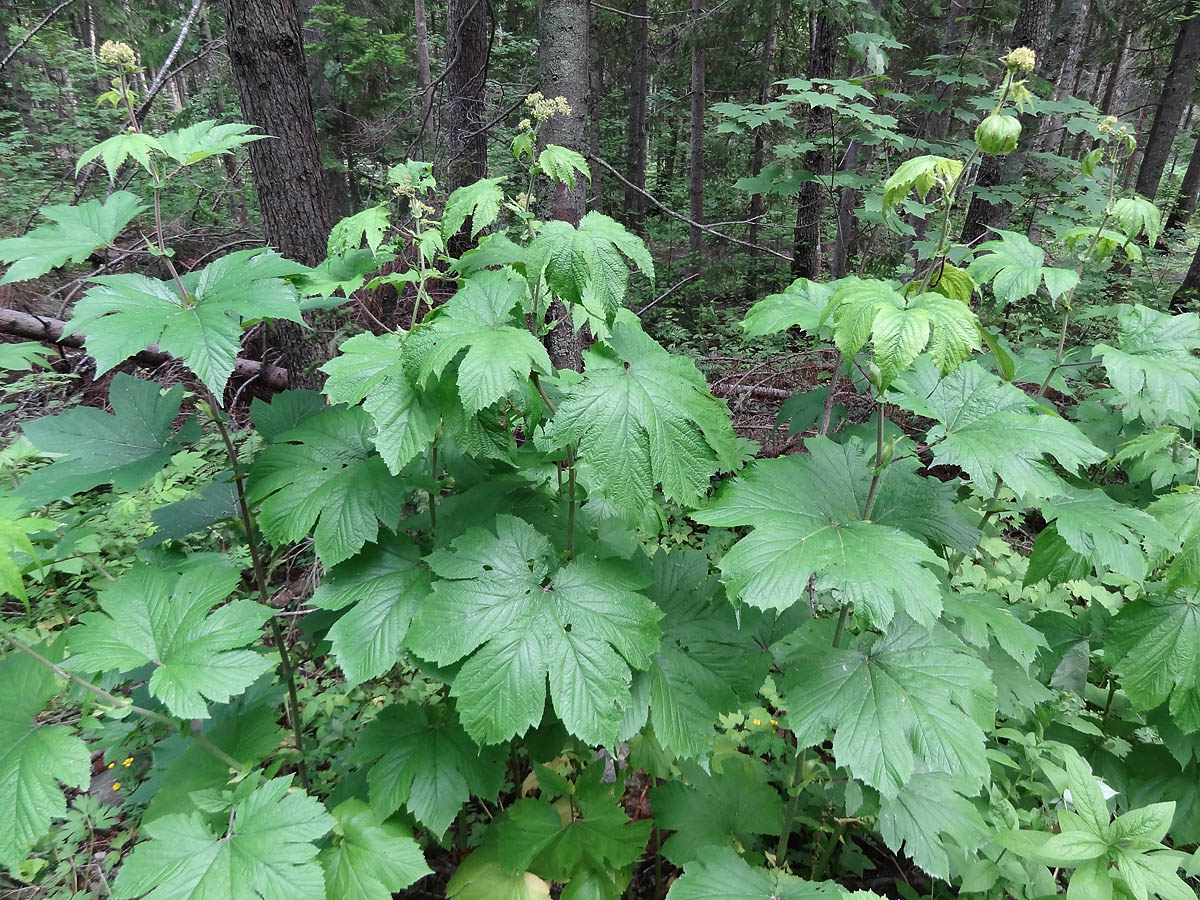 Image of Filipendula camtschatica specimen.