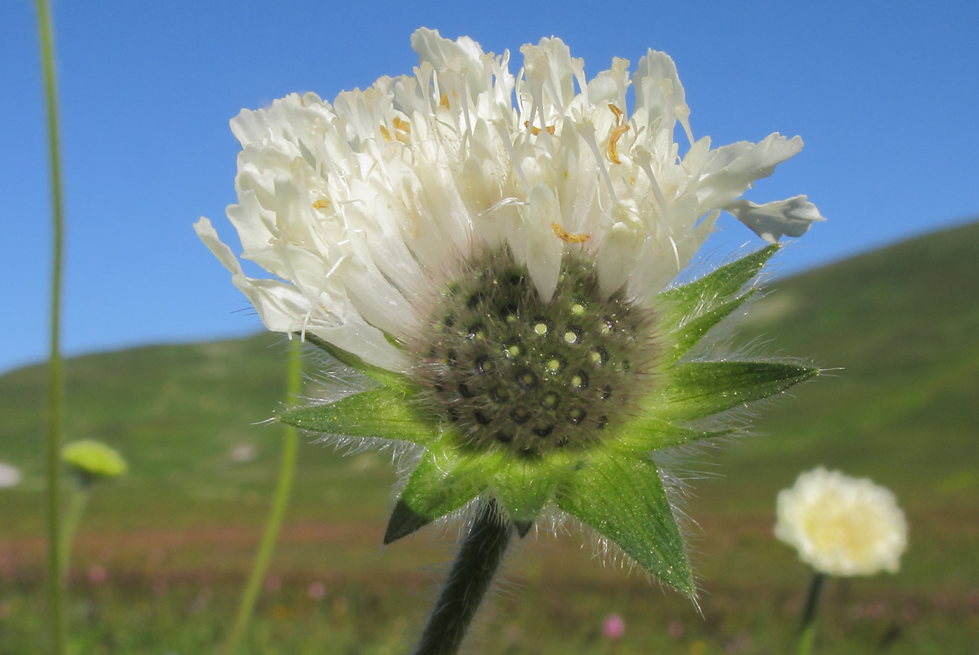 Изображение особи Knautia montana.