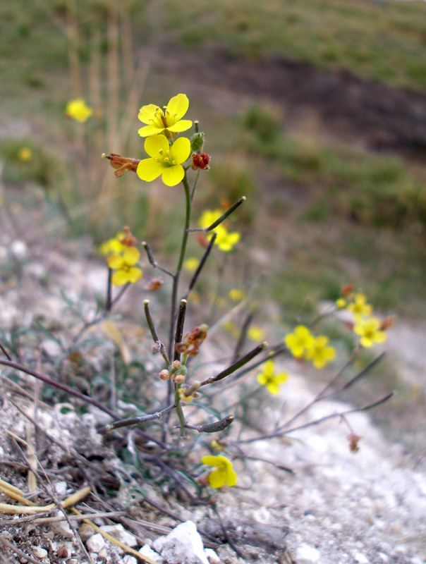 Изображение особи Diplotaxis cretacea.