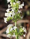 Galium humifusum