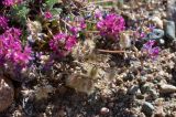 Oxytropis susamyrensis