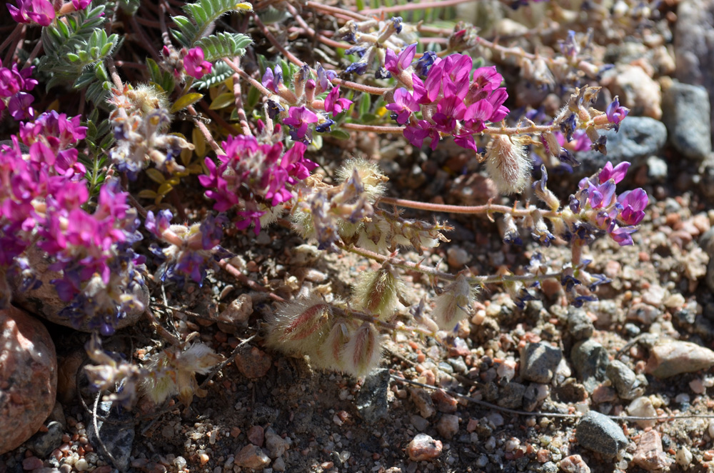 Image of Oxytropis susamyrensis specimen.