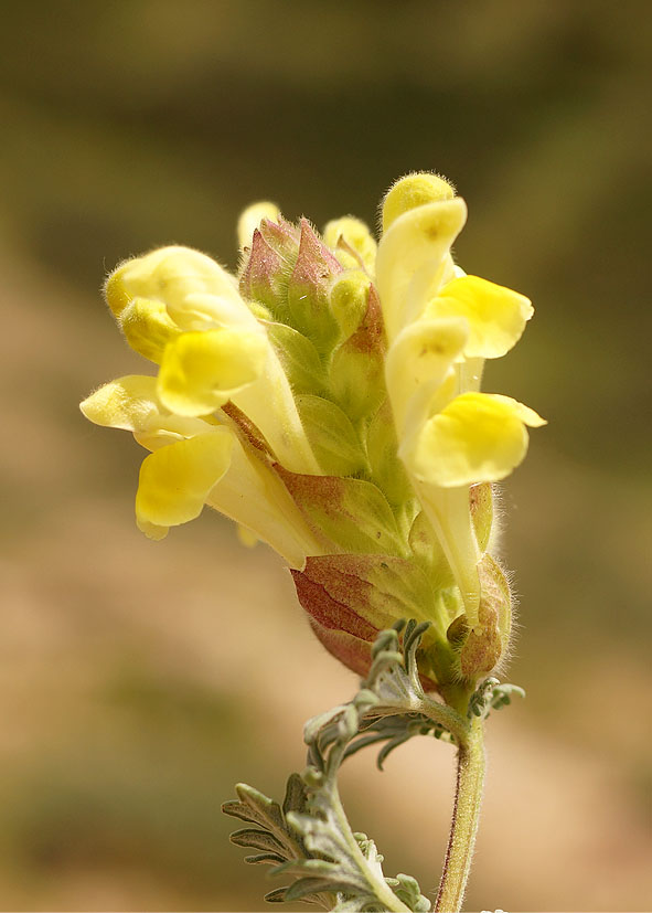 Изображение особи Scutellaria przewalskii.