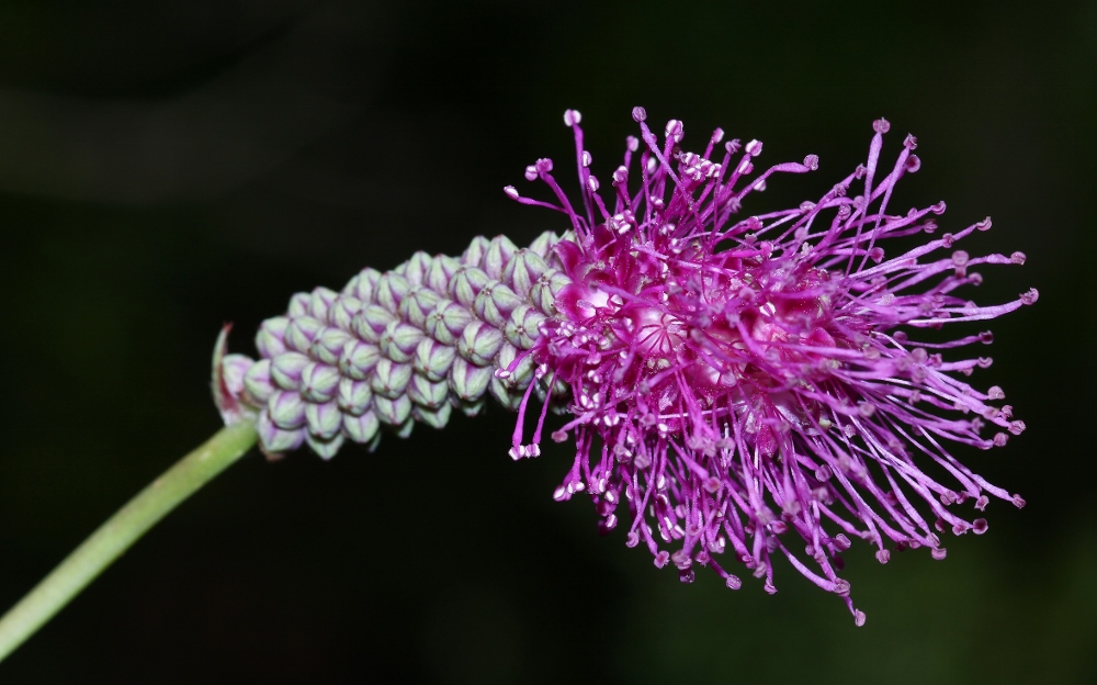 Изображение особи Sanguisorba magnifica.