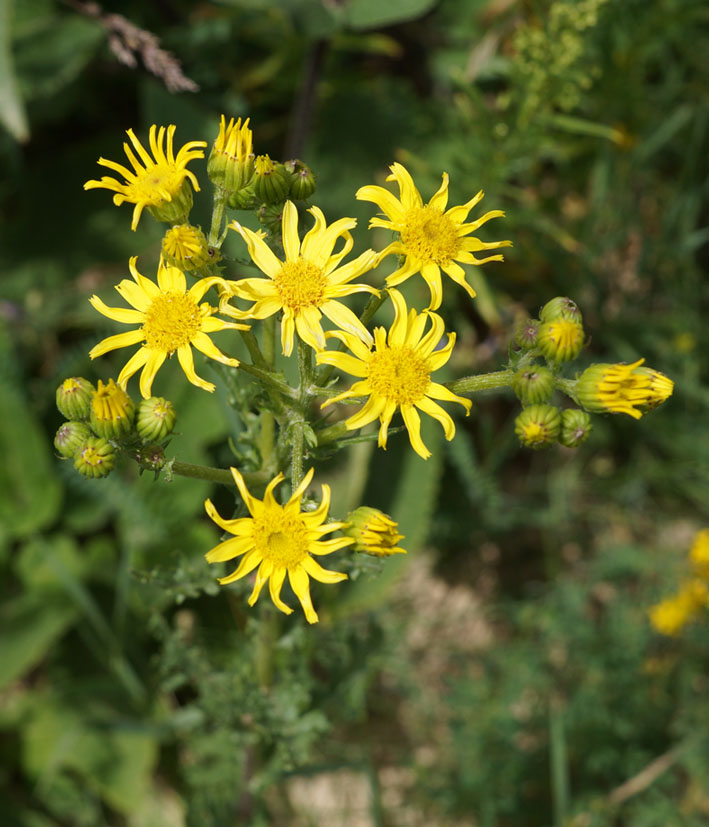 Изображение особи Senecio jacobaea.