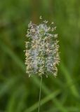 Phleum pratense