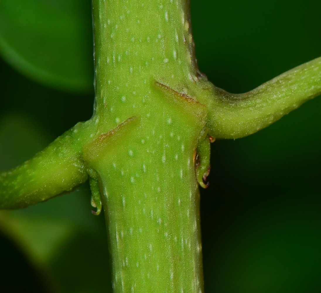 Image of Podranea ricasoliana specimen.