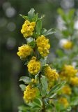 Berberis vulgaris