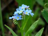 Myosotis palustris