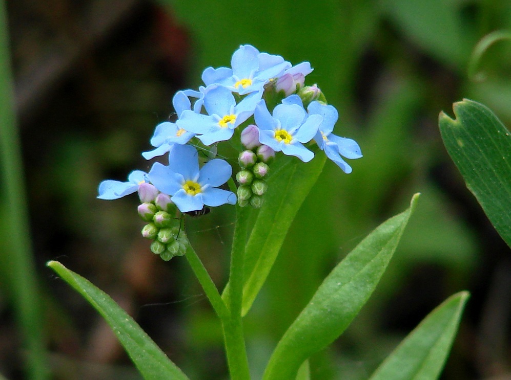 Изображение особи Myosotis palustris.