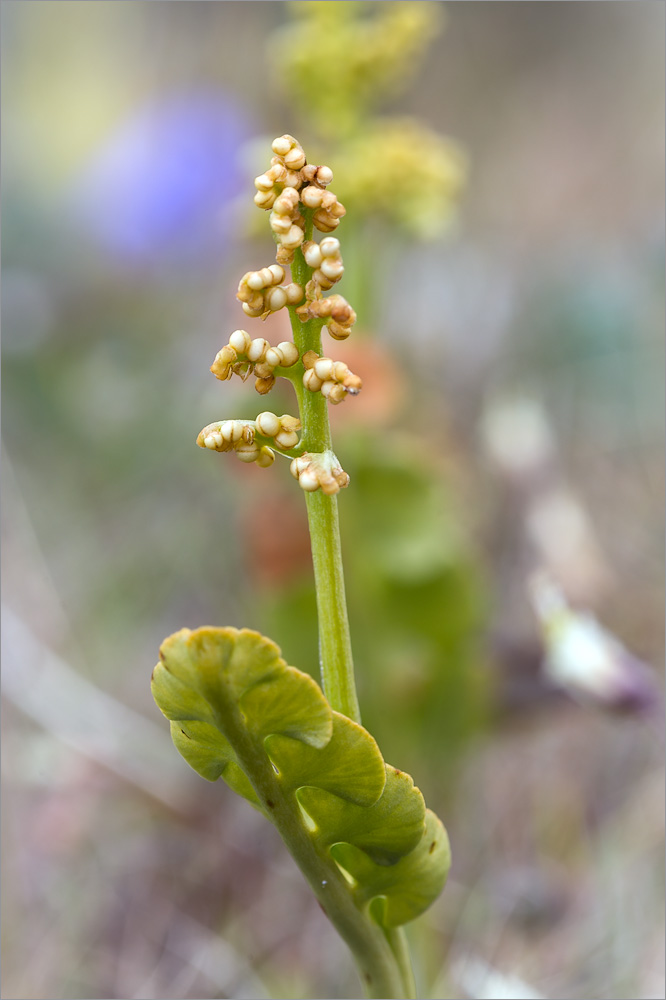 Изображение особи Botrychium lunaria.