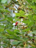 Rosa acicularis