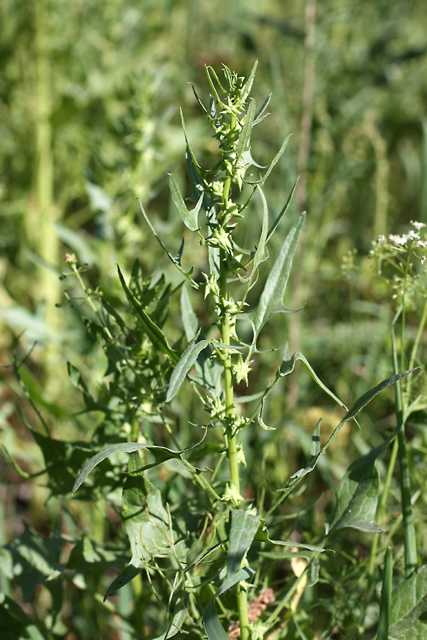 Изображение особи Spinacia turkestanica.