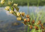 Veronica anagallis-aquatica. Часть побега с плодами. Архангельская обл., Вельский р-н, окр. пос. Усть-Шоноша, берег р. Вель. 27.07.2011.