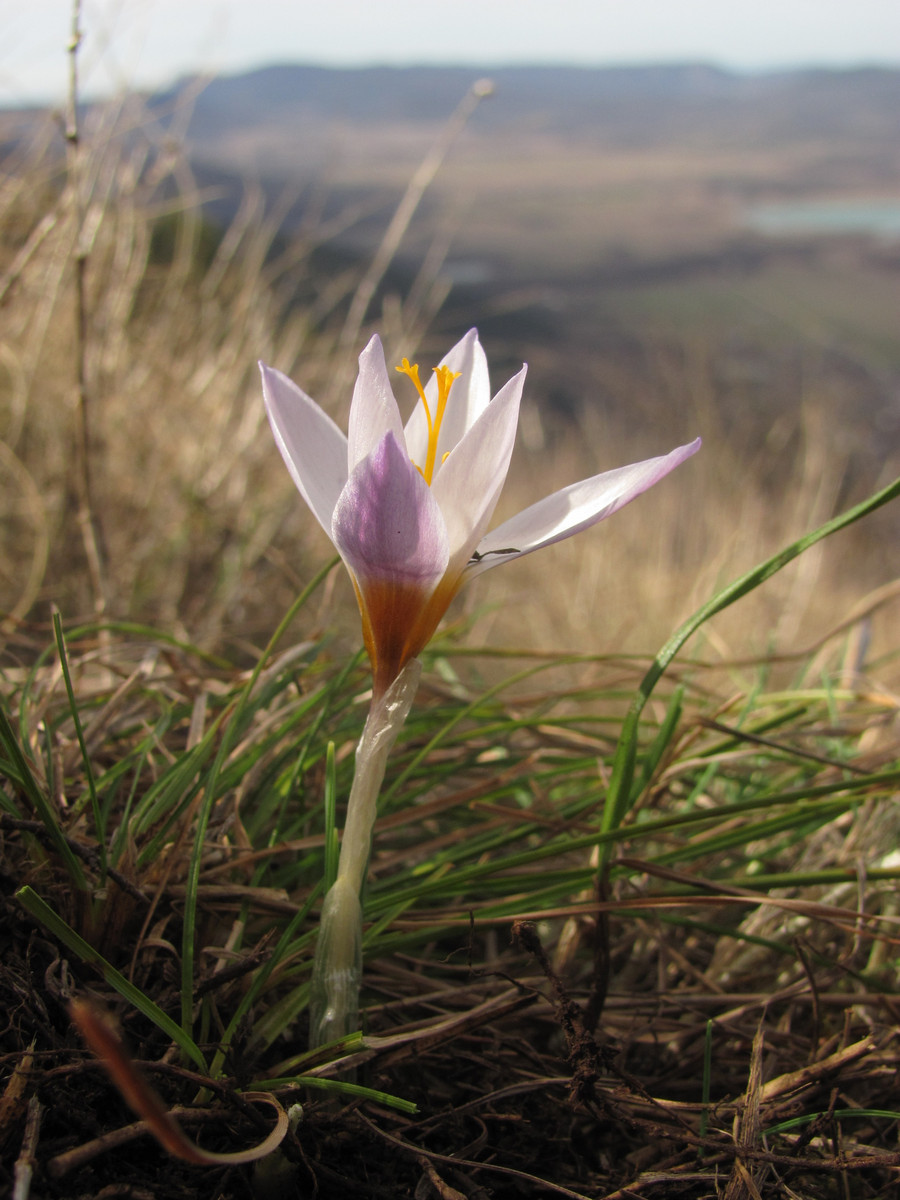 Image of Crocus tauricus specimen.