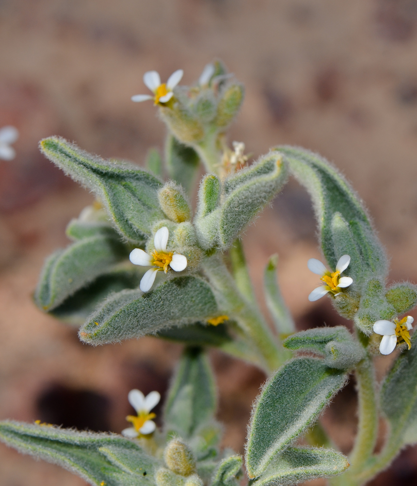 Изображение особи Morettia parviflora.