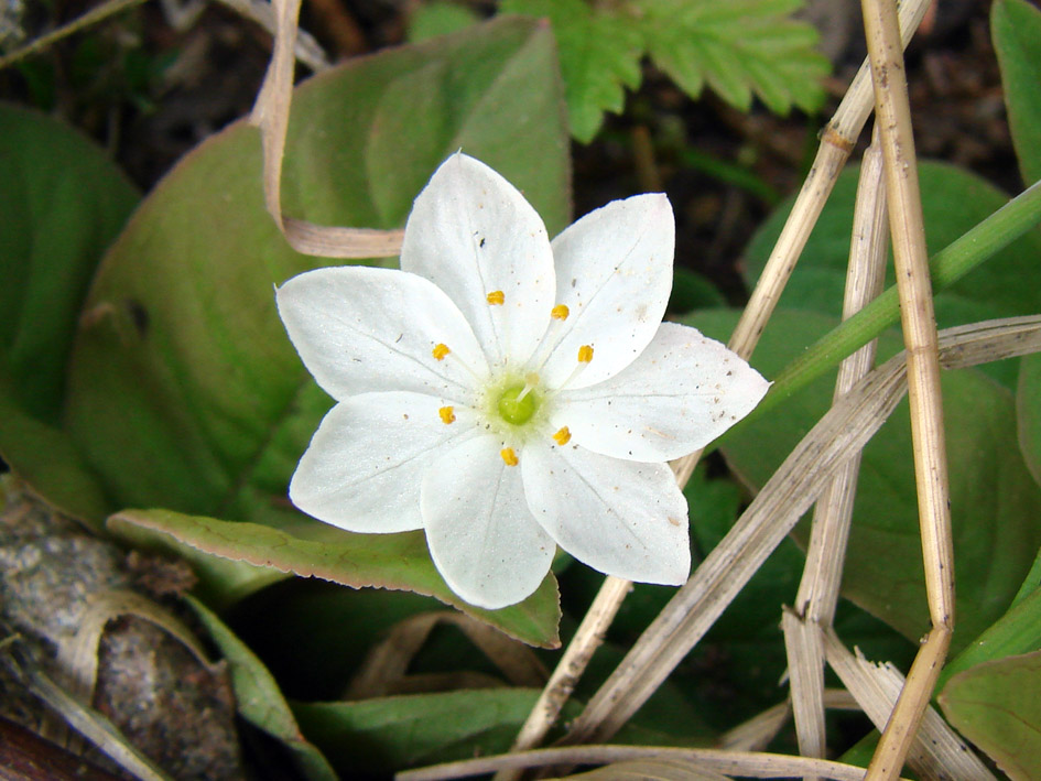 Изображение особи Trientalis europaea.