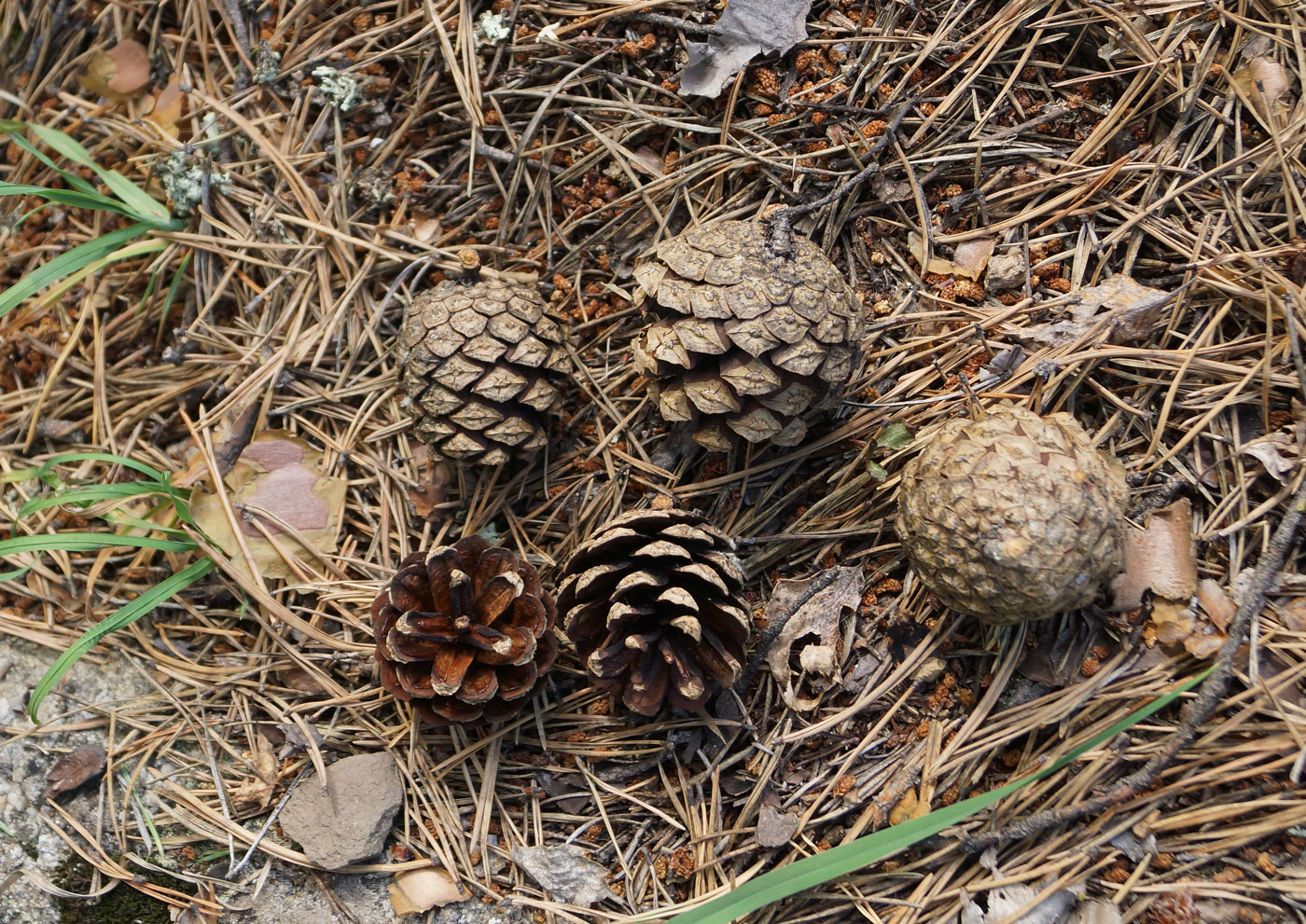 Image of Pinus sylvestris specimen.