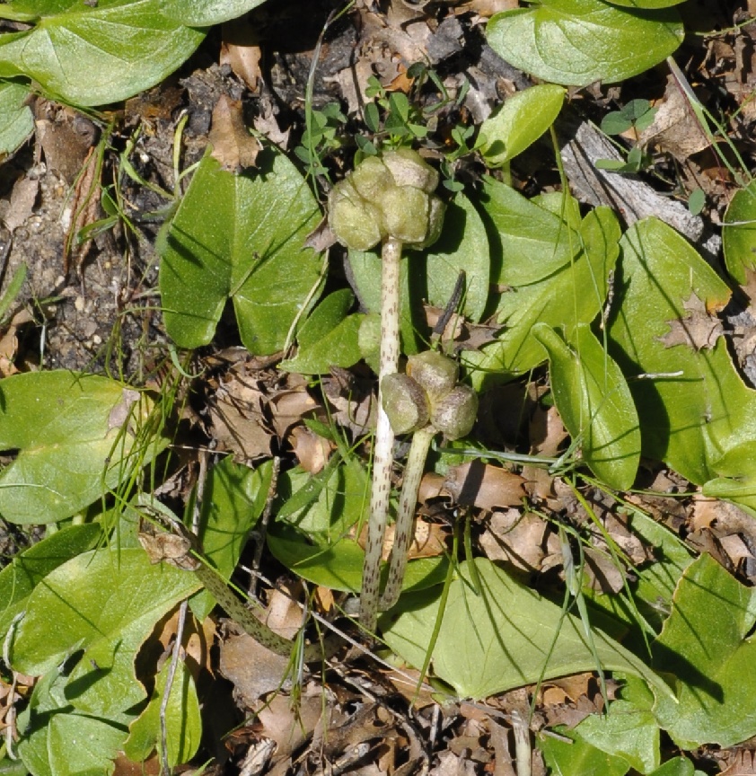 Image of Arisarum vulgare specimen.