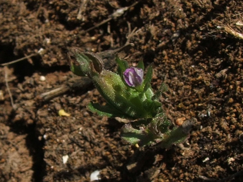 Image of Legousia hybrida specimen.