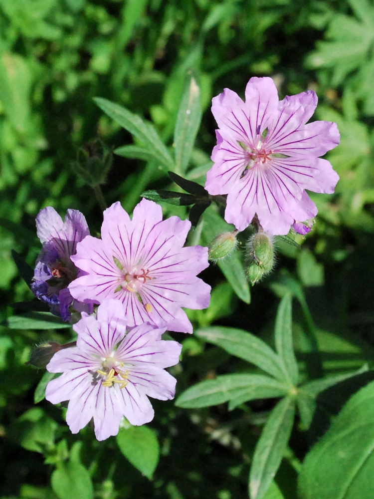 Image of Geranium transversale specimen.