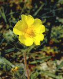 Potentilla taurica