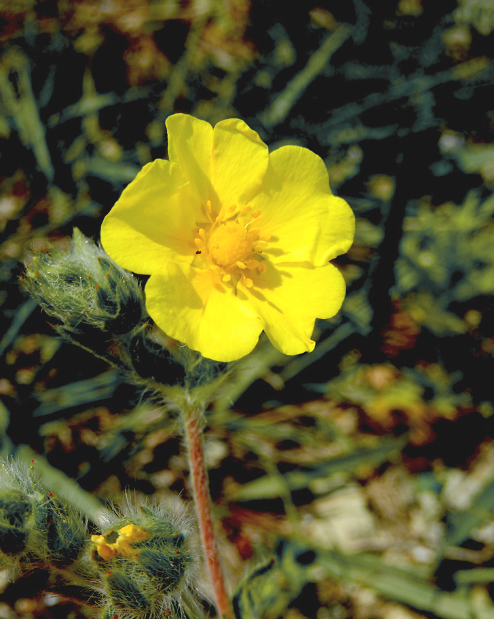 Изображение особи Potentilla taurica.