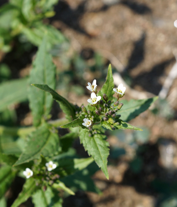 Image of Arabis pendula specimen.