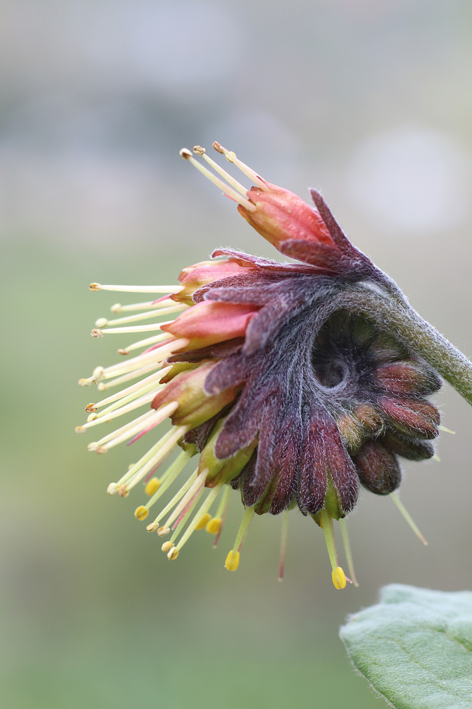 Изображение особи Solenanthus circinnatus.