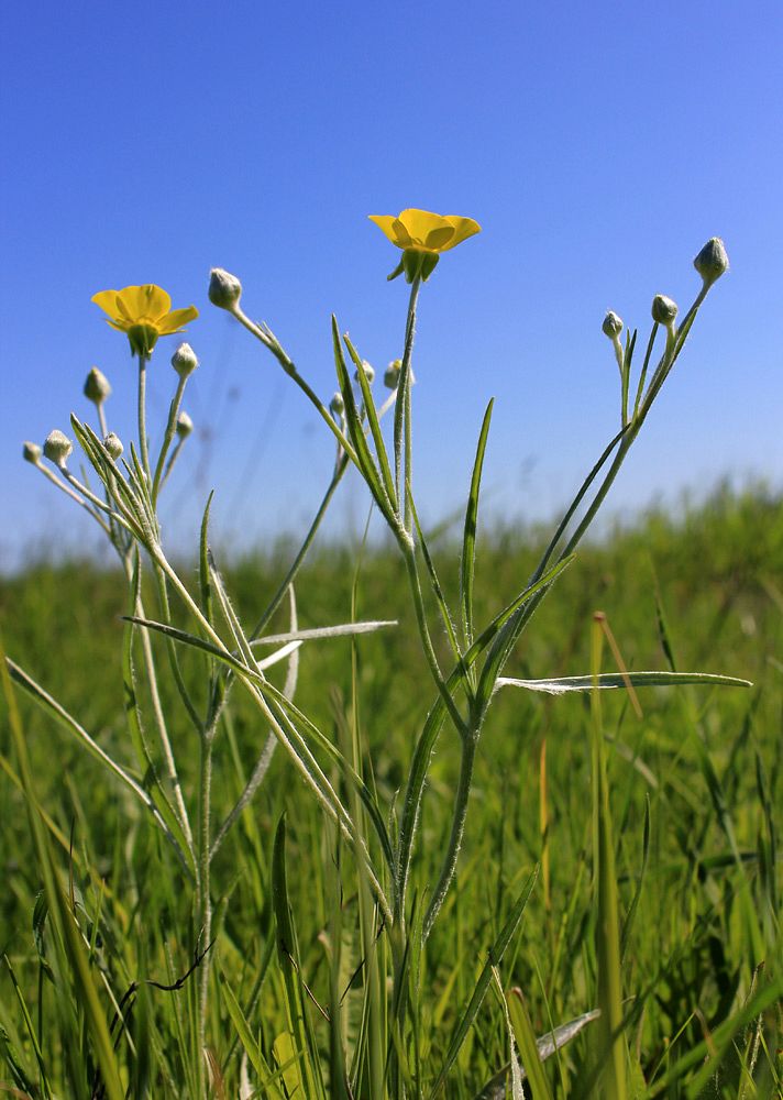 Image of Ranunculus illyricus specimen.