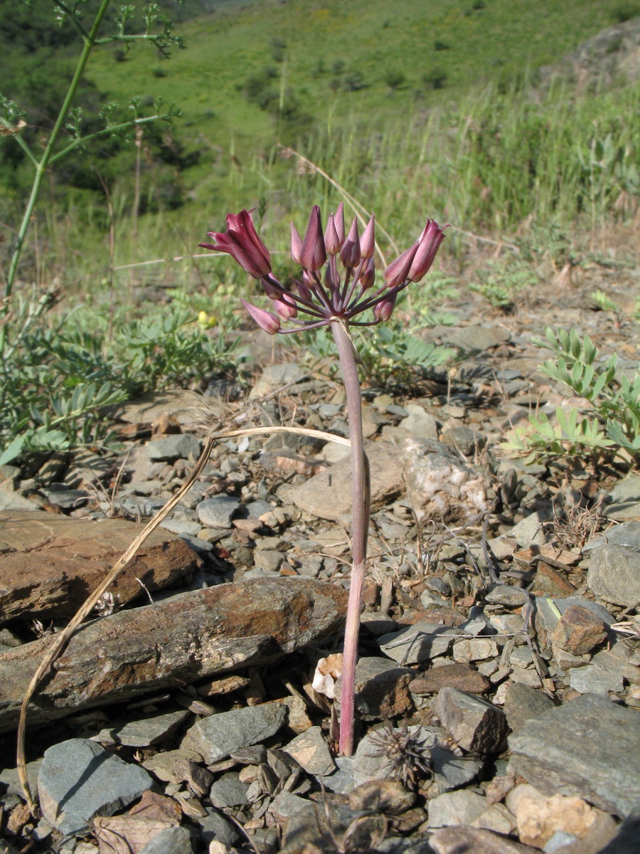 Image of Allium kujukense specimen.