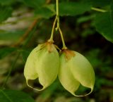 Staphylea pinnata. Зреющие плоды. Краснодарский край, м.о.г. Геленджик, окр. села Михайловский перевал, Плесецкая щель. 21.05.2016.