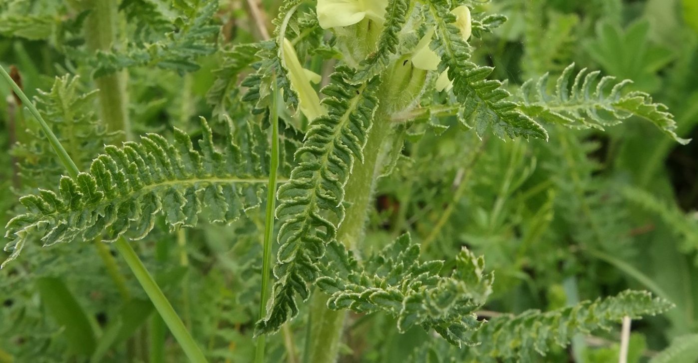 Изображение особи Pedicularis sibthorpii.