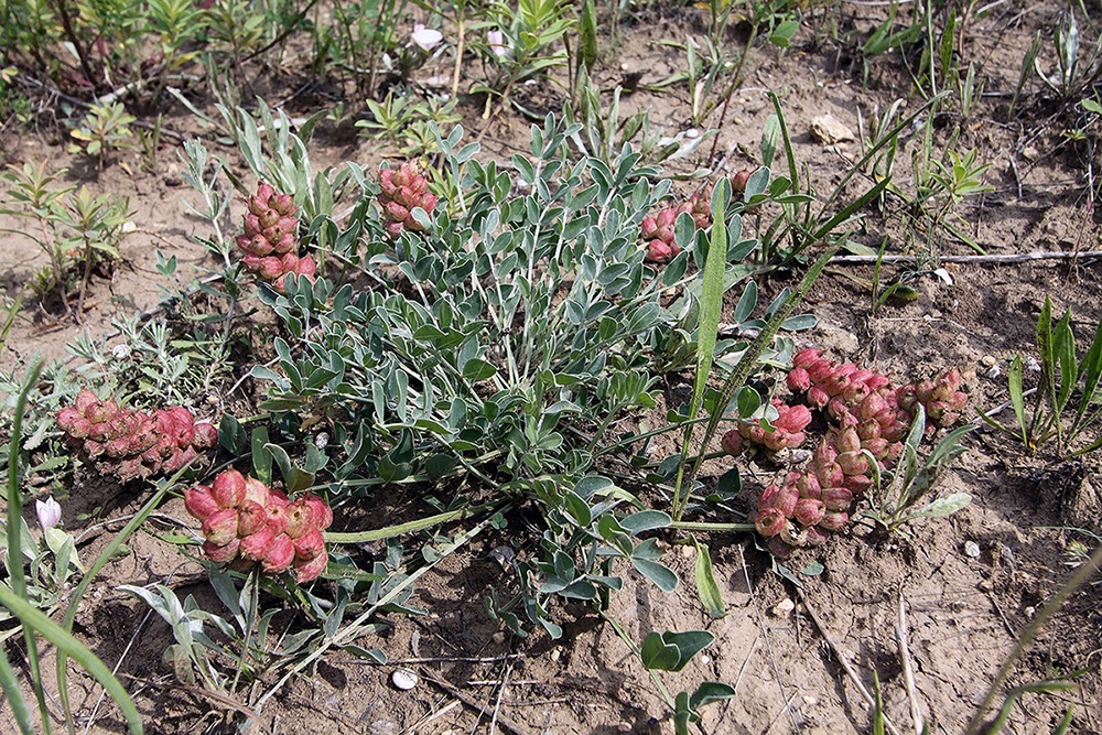 Изображение особи Astragalus calycinus.