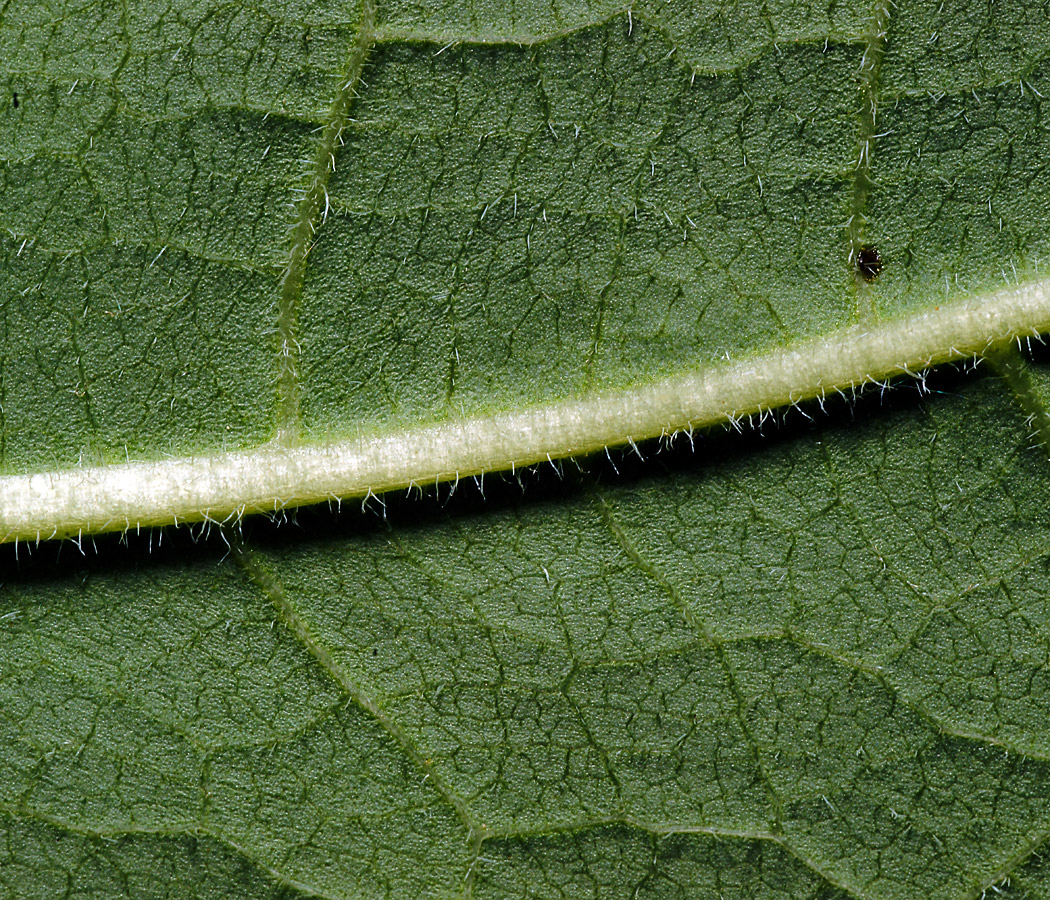 Изображение особи Reynoutria sachalinensis.