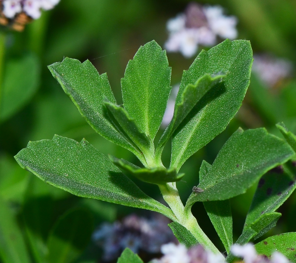 Изображение особи Lippia nodiflora.