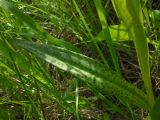 Dactylorhiza baltica