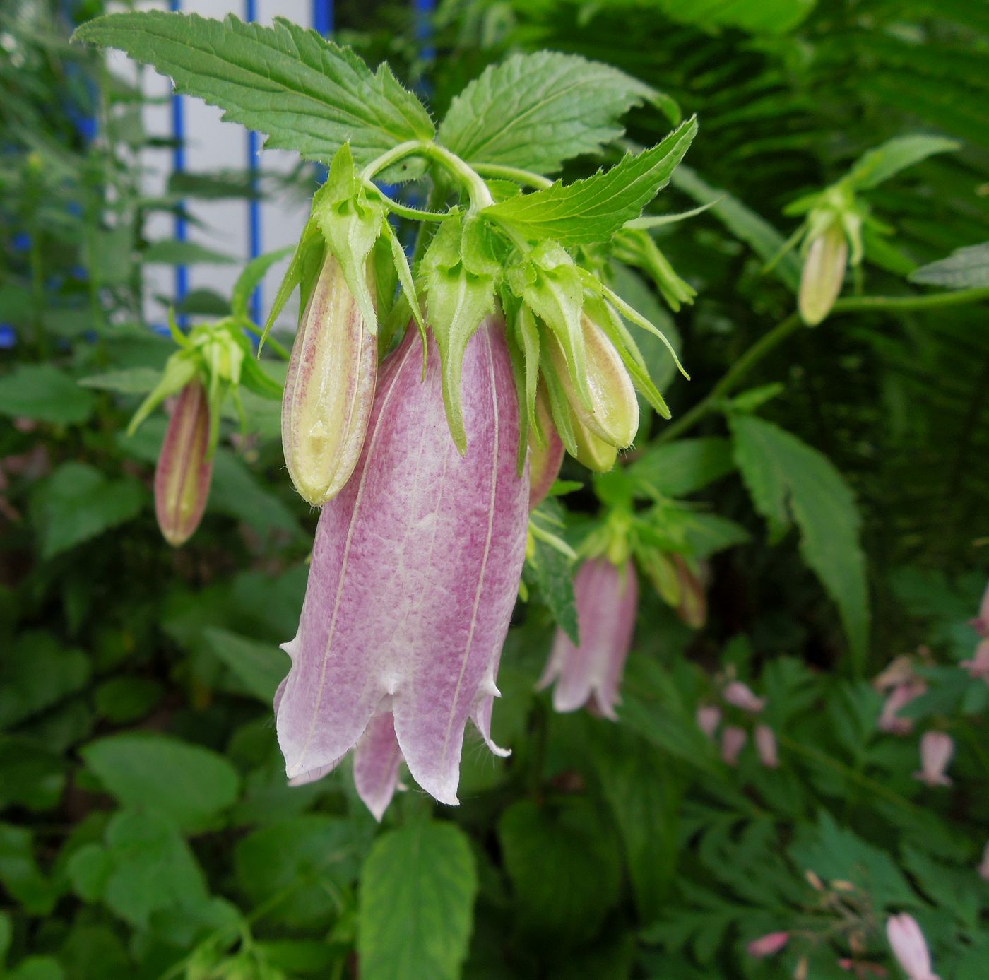 Image of Campanula takesimana specimen.