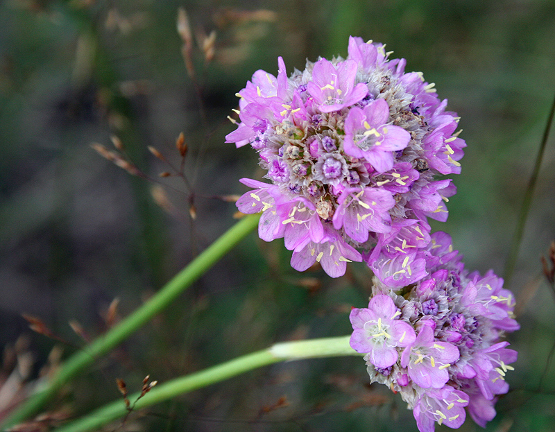 Изображение особи Armeria vulgaris.