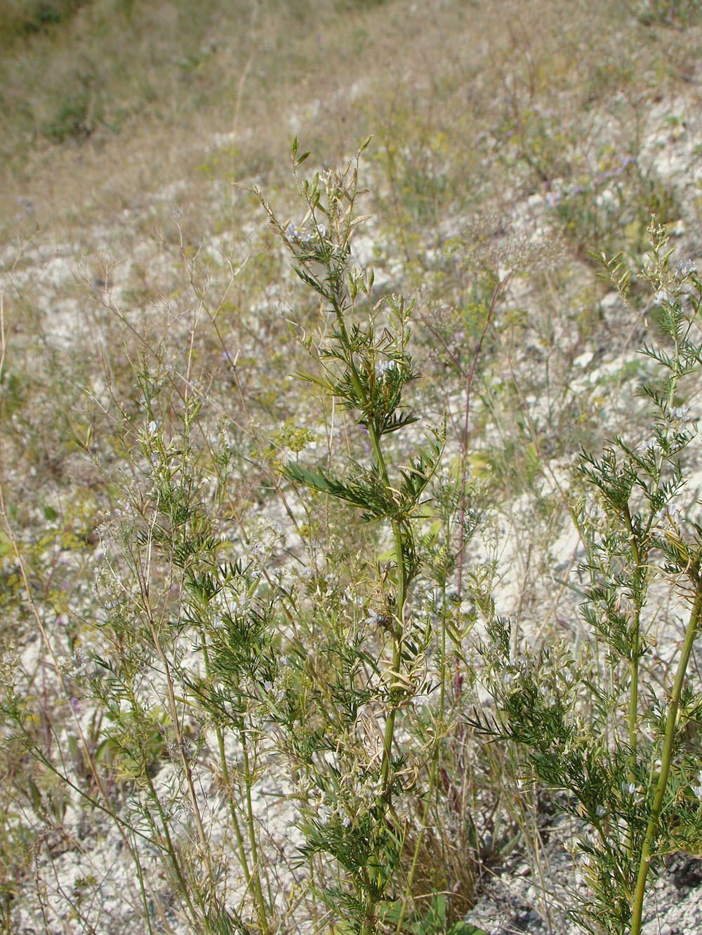 Изображение особи Astragalus sulcatus.