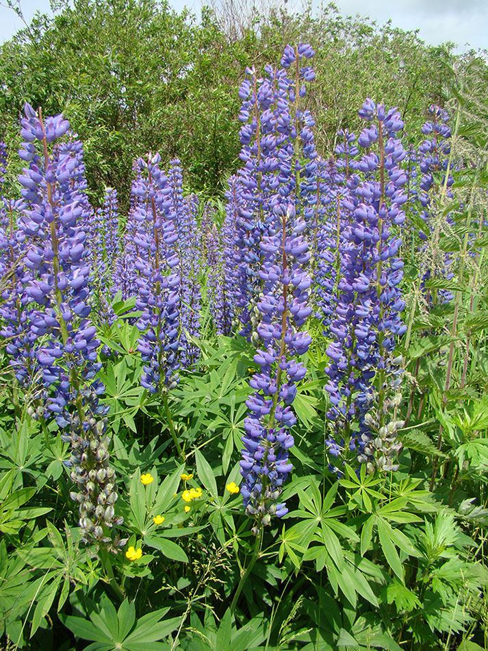 Изображение особи Lupinus polyphyllus.