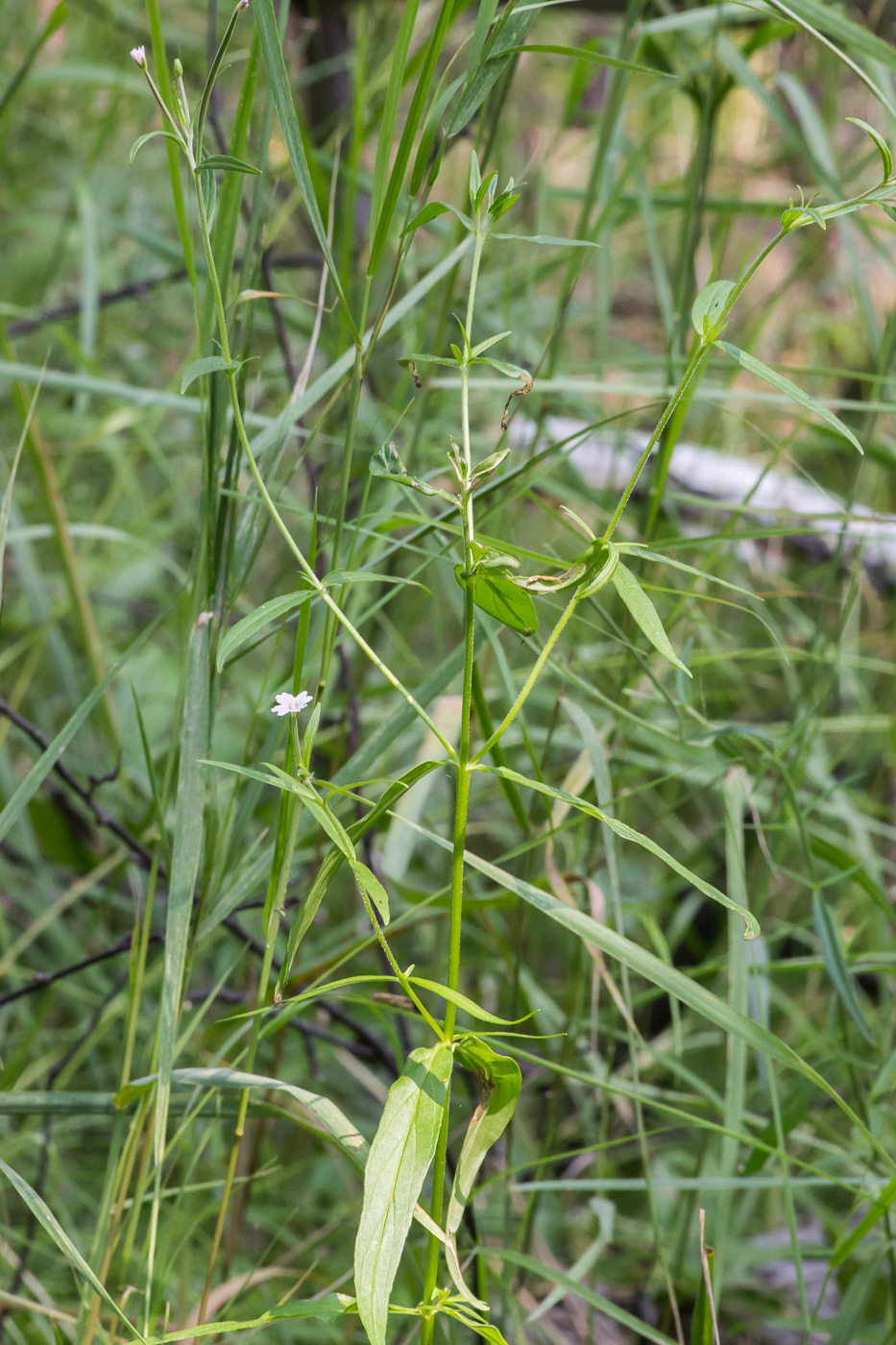 Изображение особи Epilobium palustre.