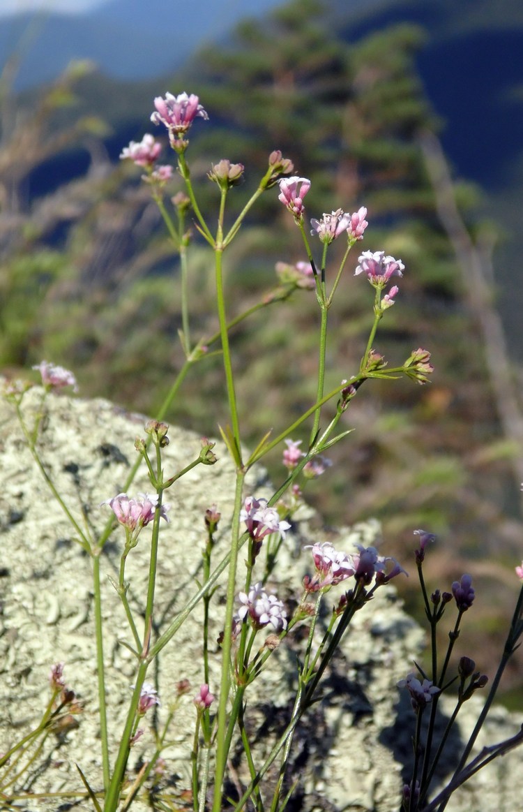 Изображение особи Asperula biebersteinii.