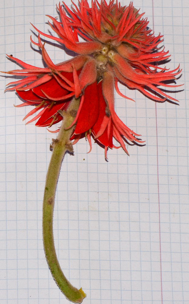 Image of Erythrina abyssinica specimen.