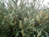 Salix glauca. Ветви с соплодиями. Кольский п-ов, Восточный Мурман, Дальние Зеленцы. 11.08.2016.