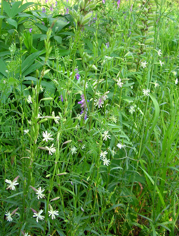 Изображение особи Silene tatarica.