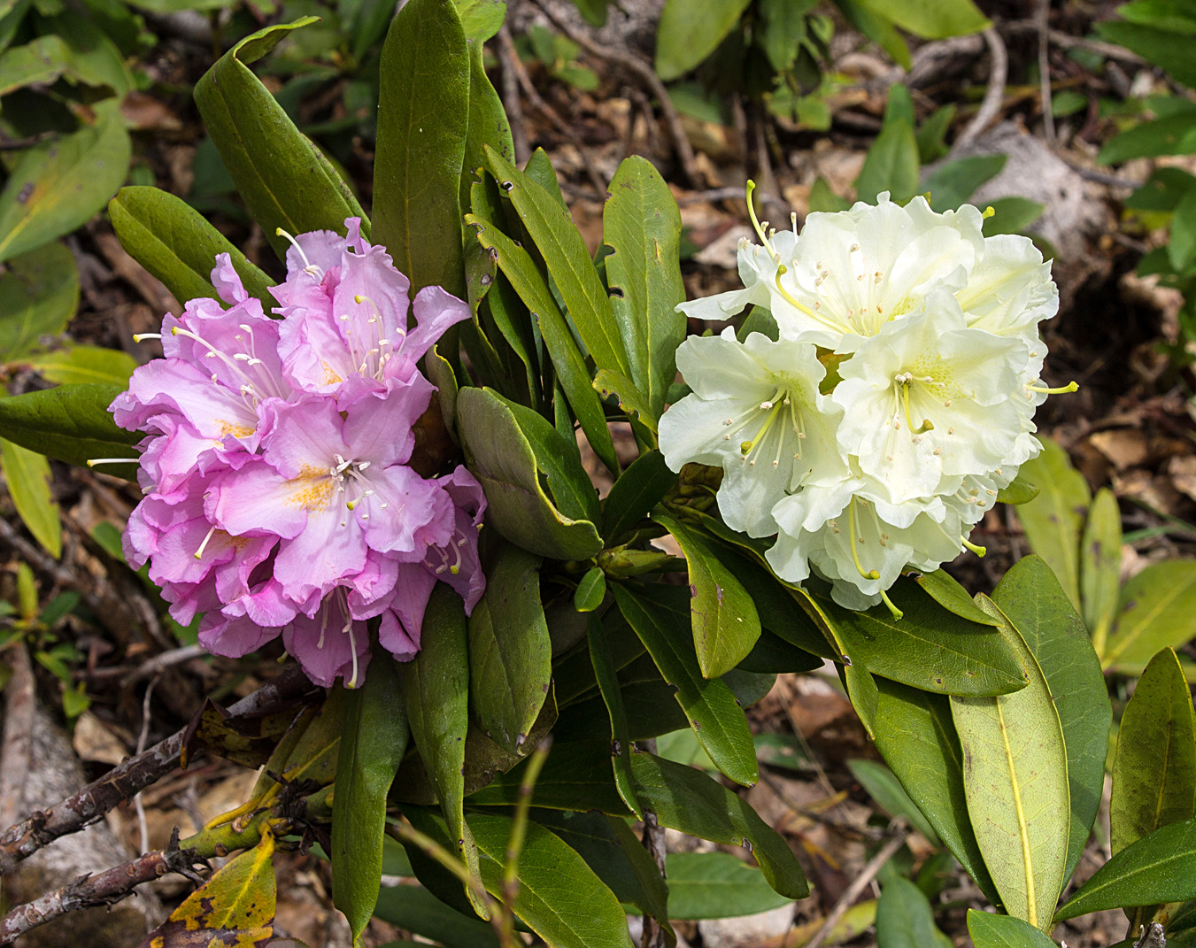 Image of Rhododendron &times; sochadzeae specimen.