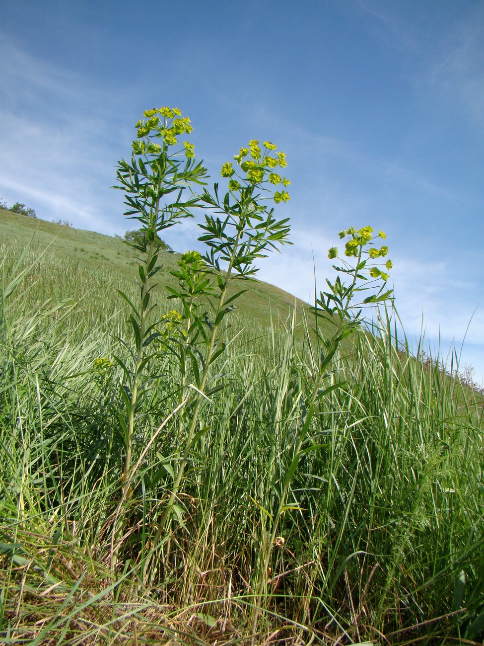 Image of Euphorbia virgata specimen.