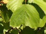 Corylus heterophylla. Лист. Приморье, окр. г. Находка, гора Сестра, на каменистом гребне отрога. 29.09.2016.